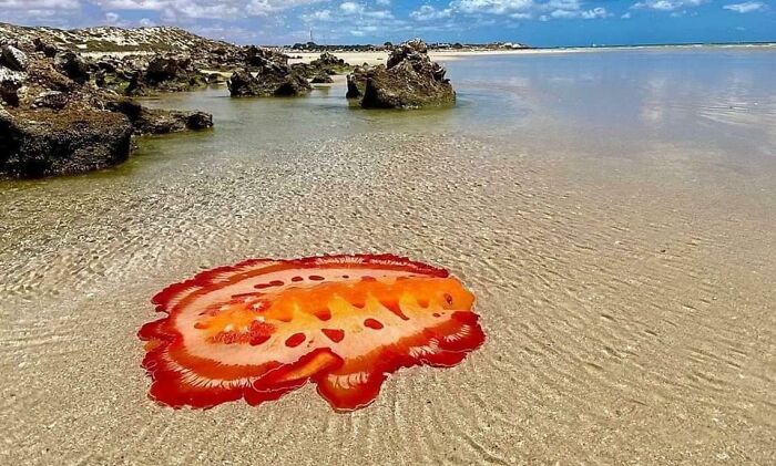 Spanish Dancer Sea Slug Spotted In Australia