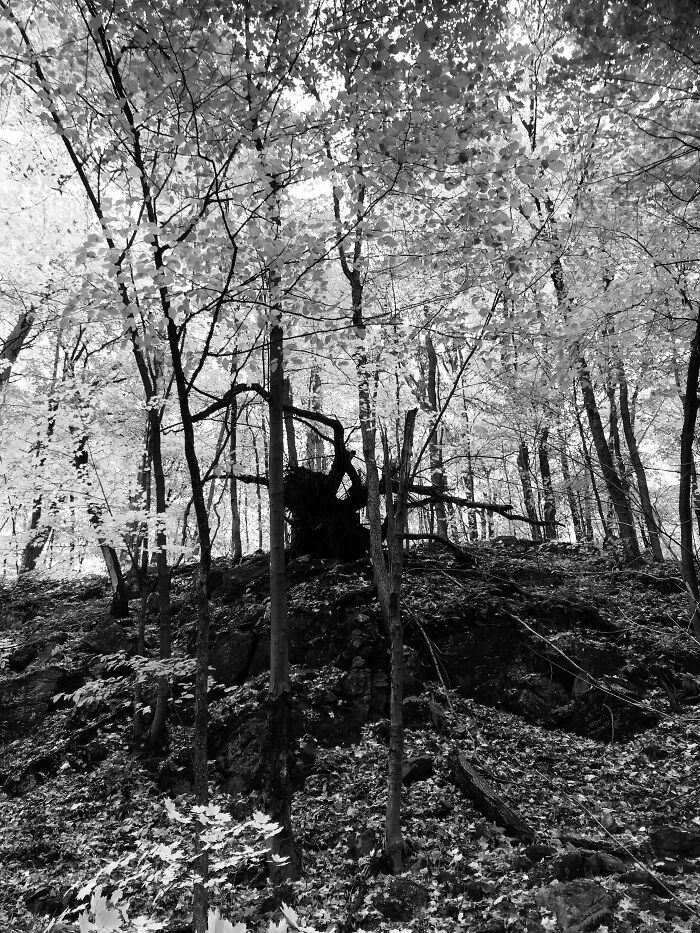 Uprooted Tree Looks Like A Giant Spider
