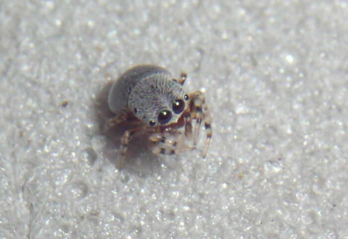 Close-up of a small, beautiful and cute bug with large eyes on a textured light surface.