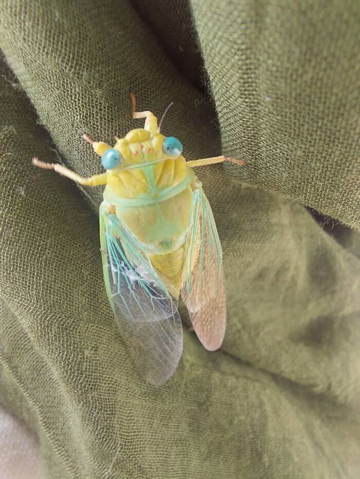 Close-up of a beautiful and cute bug with translucent wings and bright blue eyes resting on green fabric.