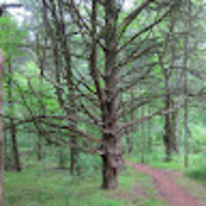 jefffielhauer avatar