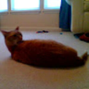 paigeleissner avatar