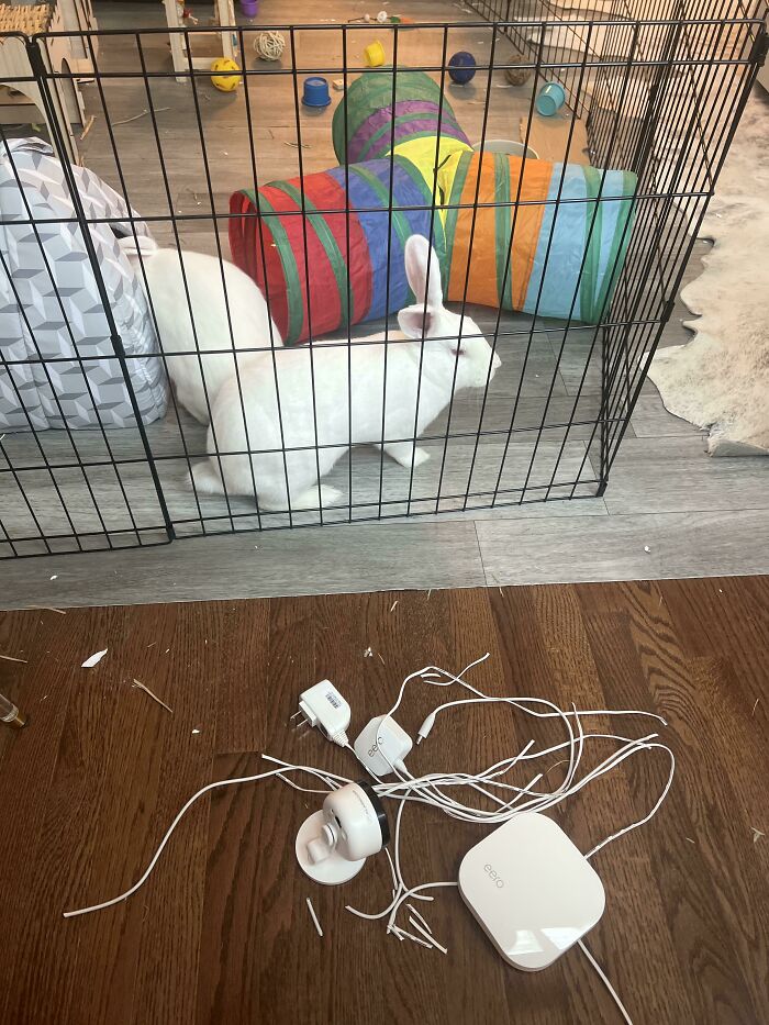 Newly Adopted Rabbits Figured Out How To Escape From Their Pen