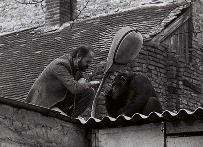 Negotiation Between The Zoo Director And Escaped Chimpanzee. Belgrade, Yugoslavia, 1988