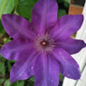 batsonbelfrey avatar