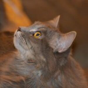 jo-ann_tuttle avatar