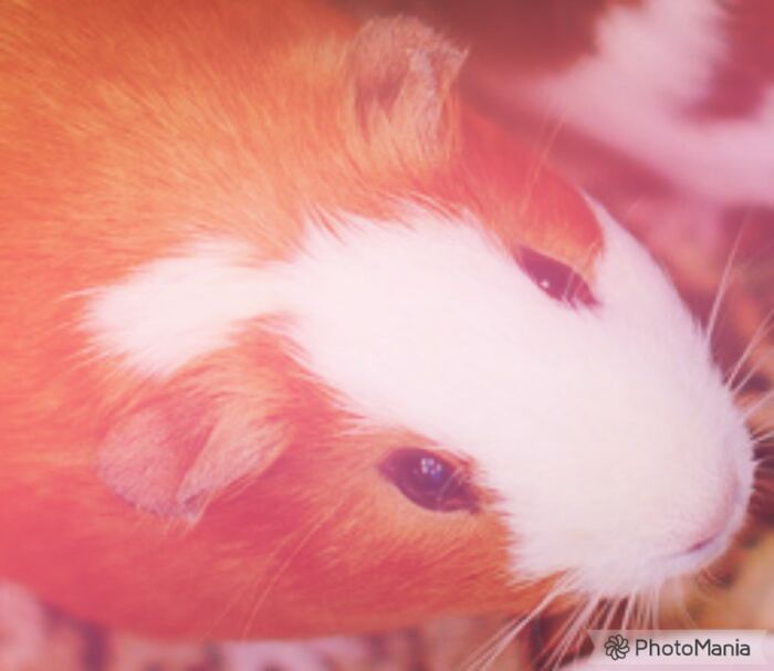 My Guinea Pig Bobo (Took This Last Year) Edited On Photomania