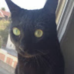 michaelstarace avatar