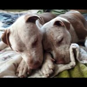 mariusengelbrecht avatar