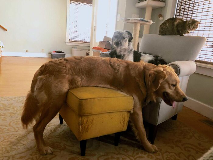 He Knows He's Not Allowed On The Furniture. But He Figured Out A Loophole