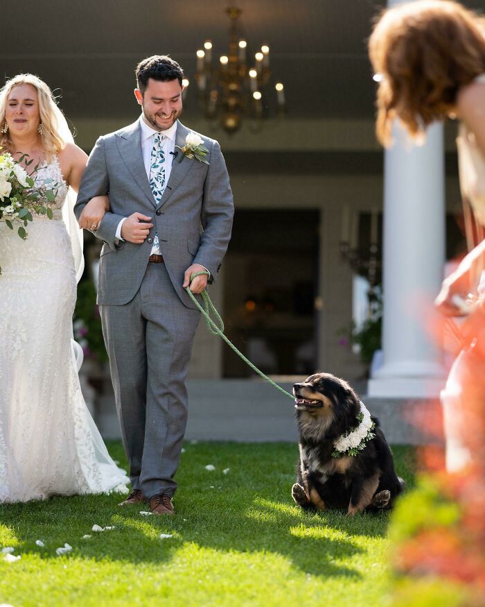 Got Married Last Week And Our Dog Decided To Steal The Show By Scooting His Butt Down The Aisle