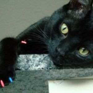 marcia_garcia avatar