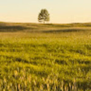 anthonydicenzo avatar