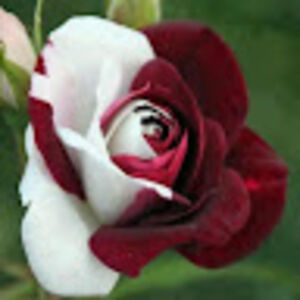 elizabethpotter avatar