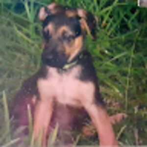 charleswatts_1 avatar