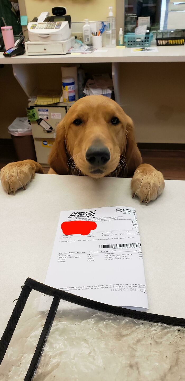 Soy un conductor de Advance Auto y cada vez que vengo a esta parada veo a esta pequeña belleza