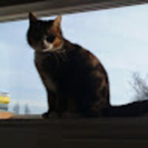 jacqueklompas avatar