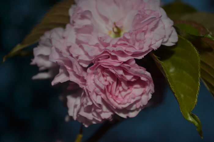 Not The Greatest Photo But I Always Thought The Sky Looked Nice Behind The Flowers