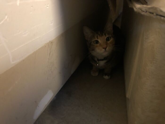 My Sisters Cat Eclipse