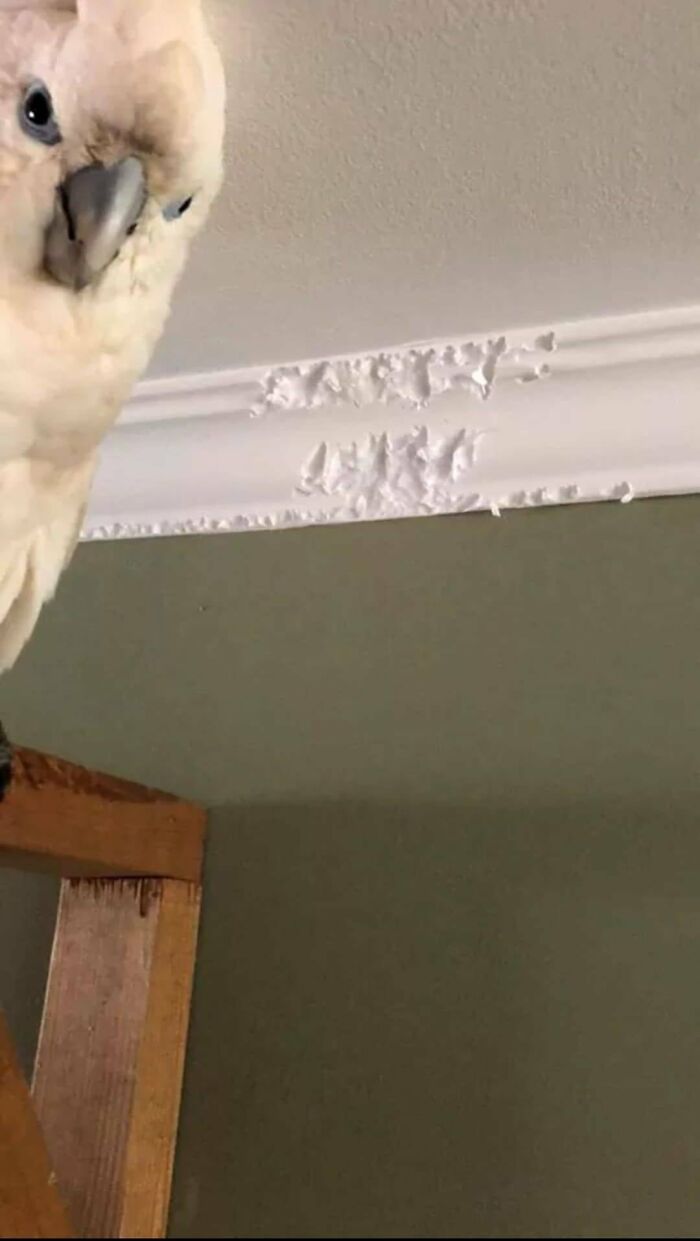 Home Renovations Have Taken An Awful Turn!