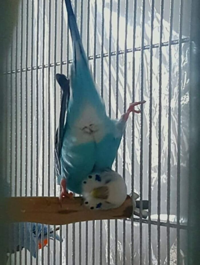 Can U See A Face At My Underflooff..hmmm That's U Hooman