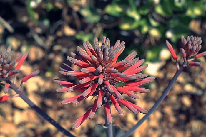 Agave Plant Waiting To Bloom