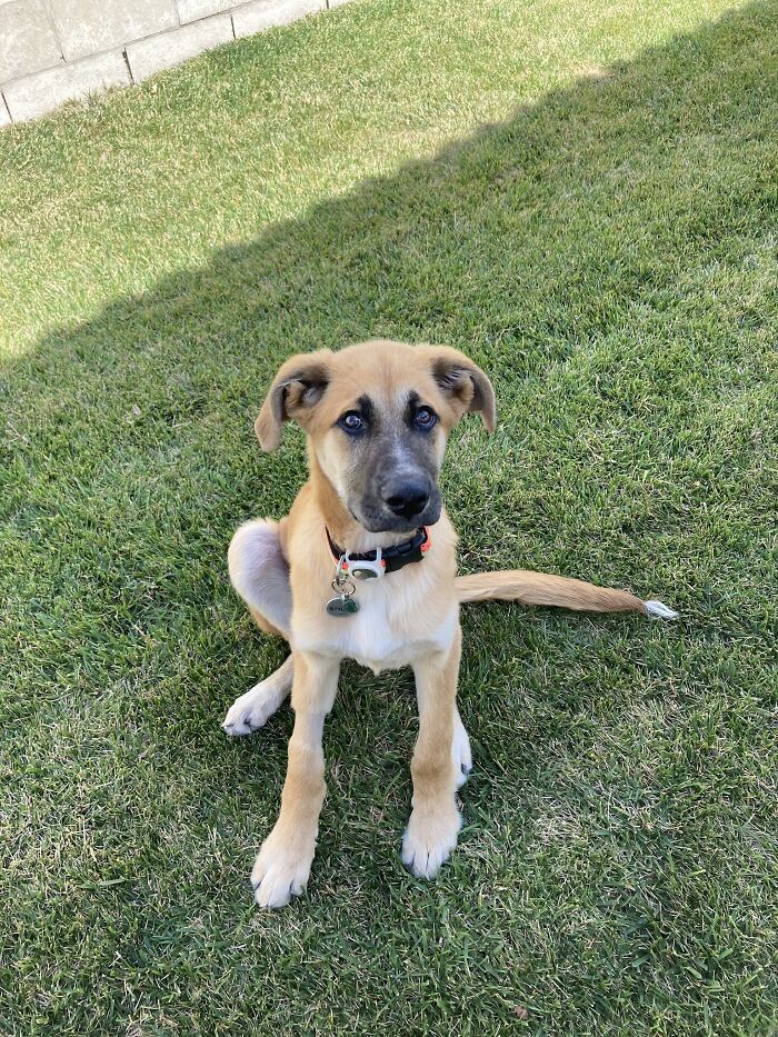 Stilgar. 4 Months Old And Battling Distemper. Protecc At All Costs