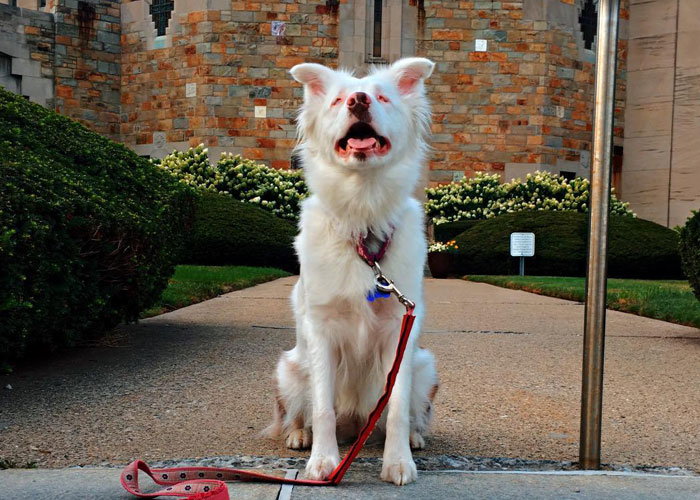 Grandpa’s Worries About Dog Not Recognizing Him After A Year Apart Disappear As Excited Dog Rushes To Him Grandpa’s Worries About Dog Not Recognizing Him After A Year Apart Disappear As Excited Dog Rushes To Him