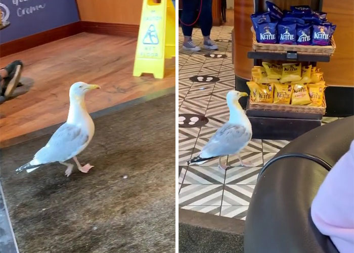 &ldquo;Oh, He Likes Those&rdquo;: Tesco&rsquo;s Staff Have Given Up Trying To Stop Steven The Seagull From Stealing Any More Crisps