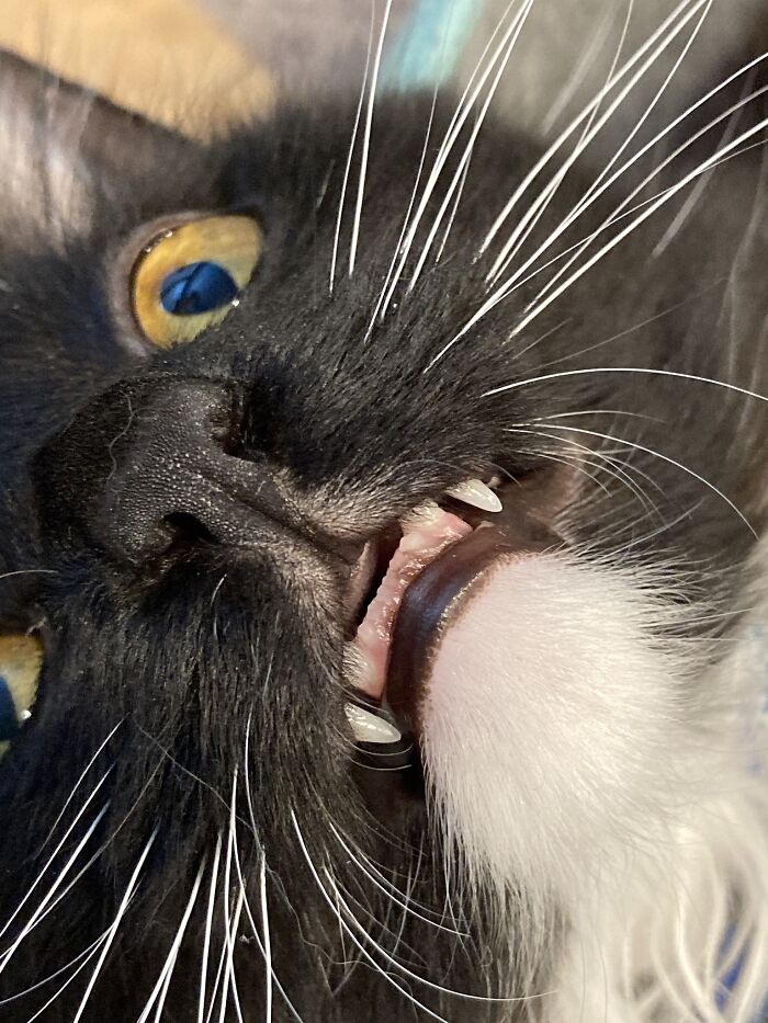 /Loud Mouth Breathing “Oh Hi Thar.” (My Kitten, Preacher!)