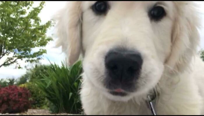 Please Love Me Hooman