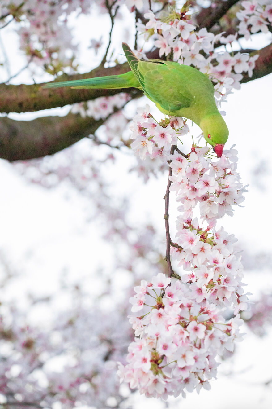 23 Reasons Why You Should Visit London During Spring