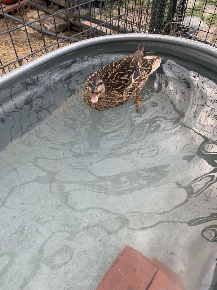 She Wouldn’t Stop Squawking