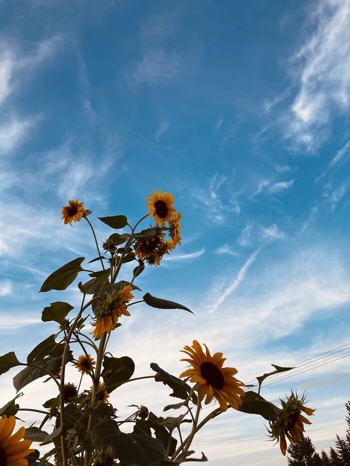 My Neighbors House And It’s Their Sunflower Garden