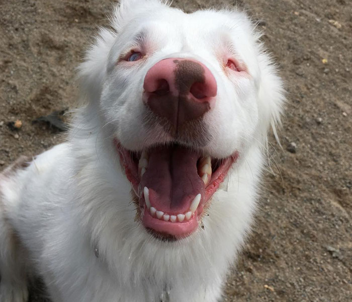 Grandpa’s Worries About Dog Not Recognizing Him After A Year Apart Disappear As Excited Dog Rushes To Him Grandpa’s Worries About Dog Not Recognizing Him After A Year Apart Disappear As Excited Dog Rushes To Him