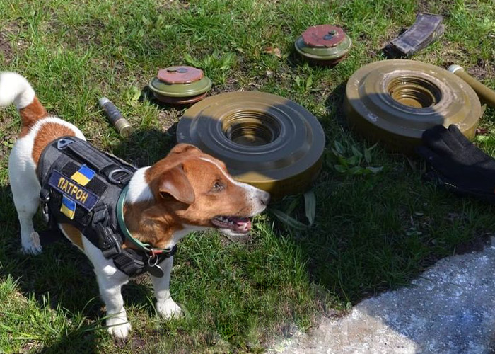 Hero Pup Patron Awarded Medal By Ukrainian President Zelensky For Sniffing Out Over 250 Bombs And Munitions Hero Pup Patron Awarded Medal By Ukrainian President Zelensky For Sniffing Out Over 250 Bombs And Munitions