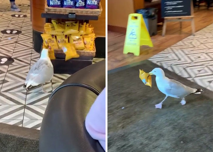 &ldquo;Oh, He Likes Those&rdquo;: Tesco&rsquo;s Staff Have Given Up Trying To Stop Steven The Seagull From Stealing Any More Crisps