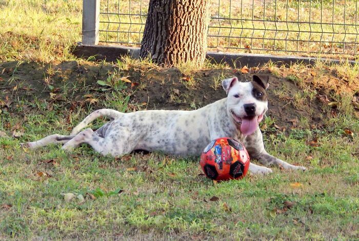 This Dog Was Found Extremely Malnourished, A Few Months Later He’s Unrecognizable As He Recovers And Then Finds A Forever Home - 9