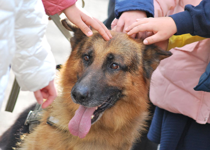 Dog Abandoned By Russian Troops Finds New Owners Within The Ukrainian Army