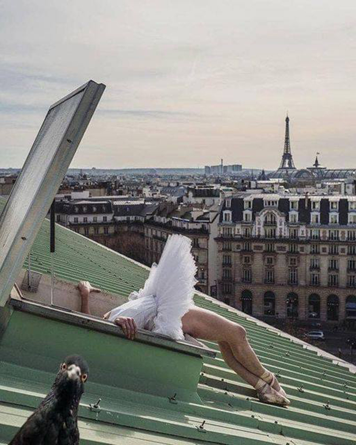 Swan... Confused Pigeon