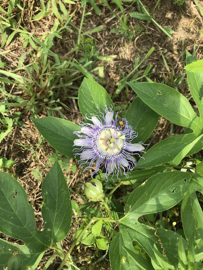 Looking For My Golf Ball, Found This