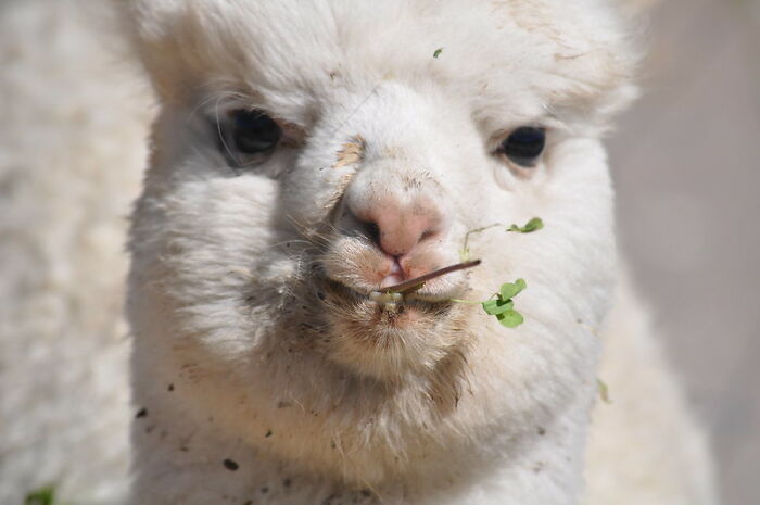 Here Are 30 Silly Yet Valid Reasons For Refusing To Date Someone As Shared In This Online Group