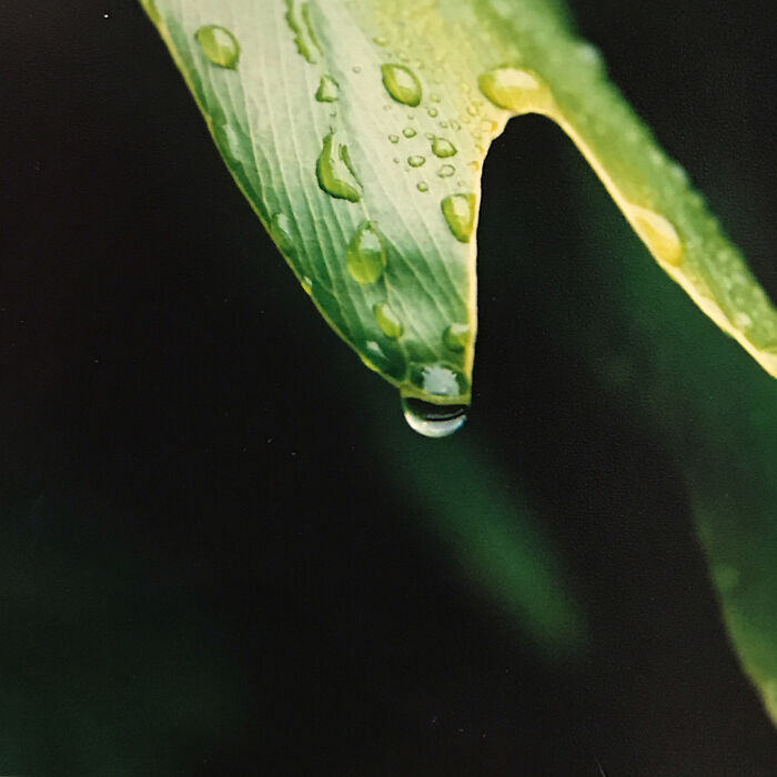 After The Storm…taken In My Front Yard In San Diego, Ca