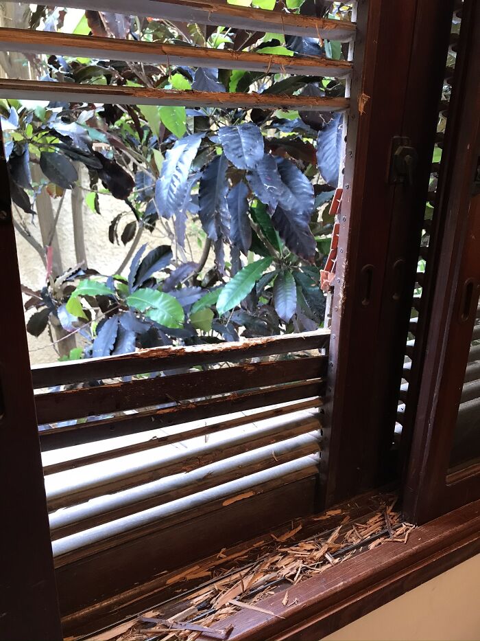 Our Dog Doesn’t Like To Stay Home Alone