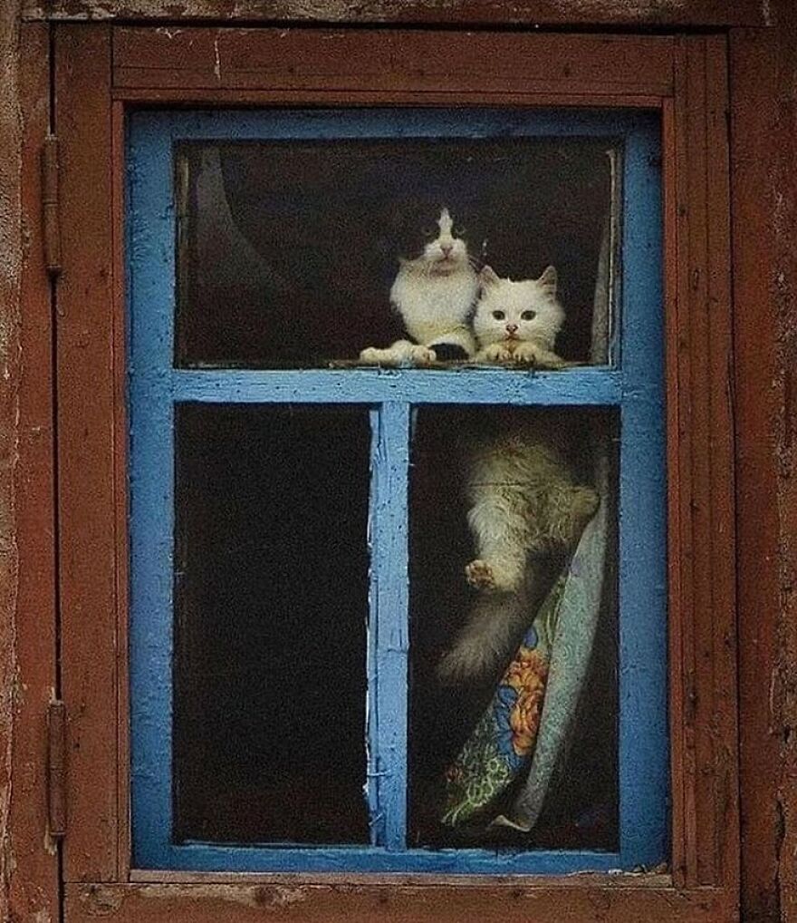 Here Are 62 Powerful Animal Images From Instagram "The Decisive Moments Magazine"