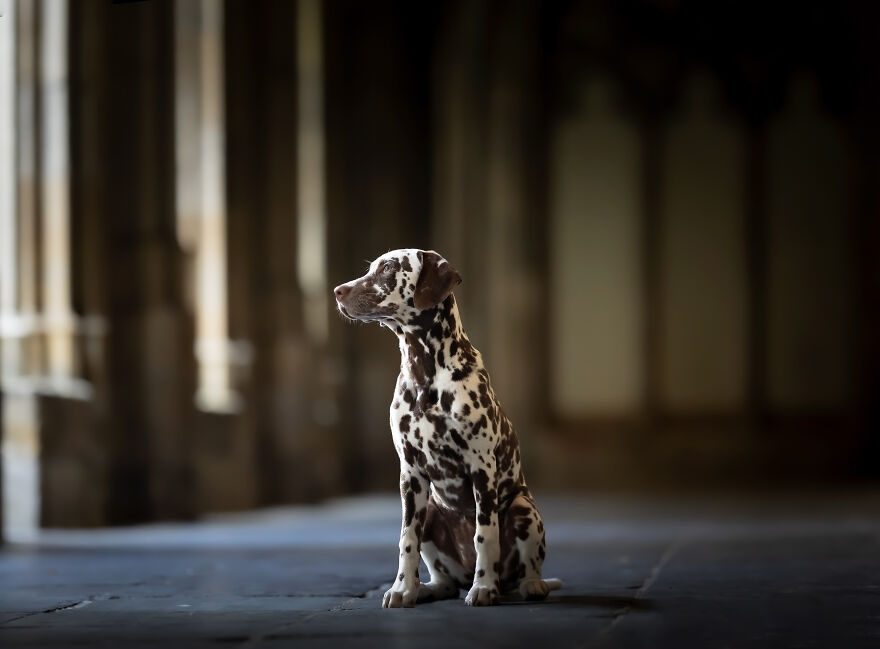 I Created Dog Pictures With A Harry Potter Theme (10 Pics)