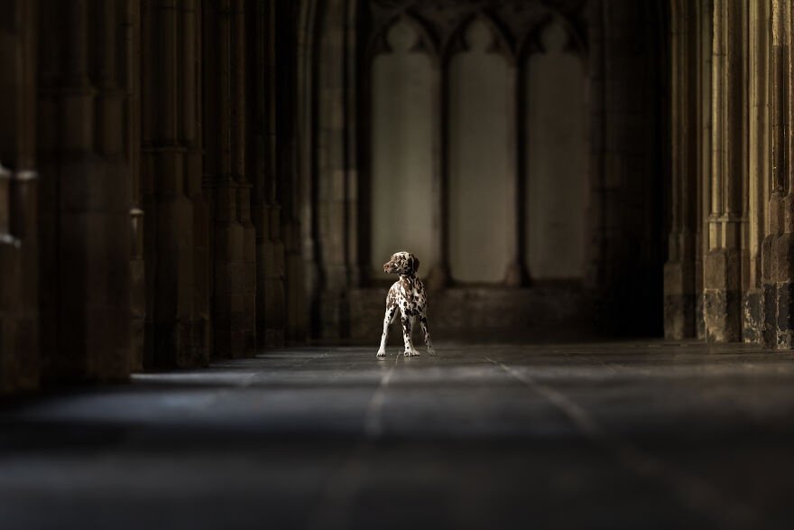 I Created Dog Pictures With A Harry Potter Theme (10 Pics)