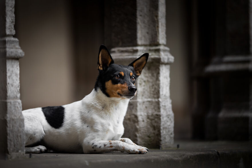 I Created Dog Pictures With A Harry Potter Theme (10 Pics)