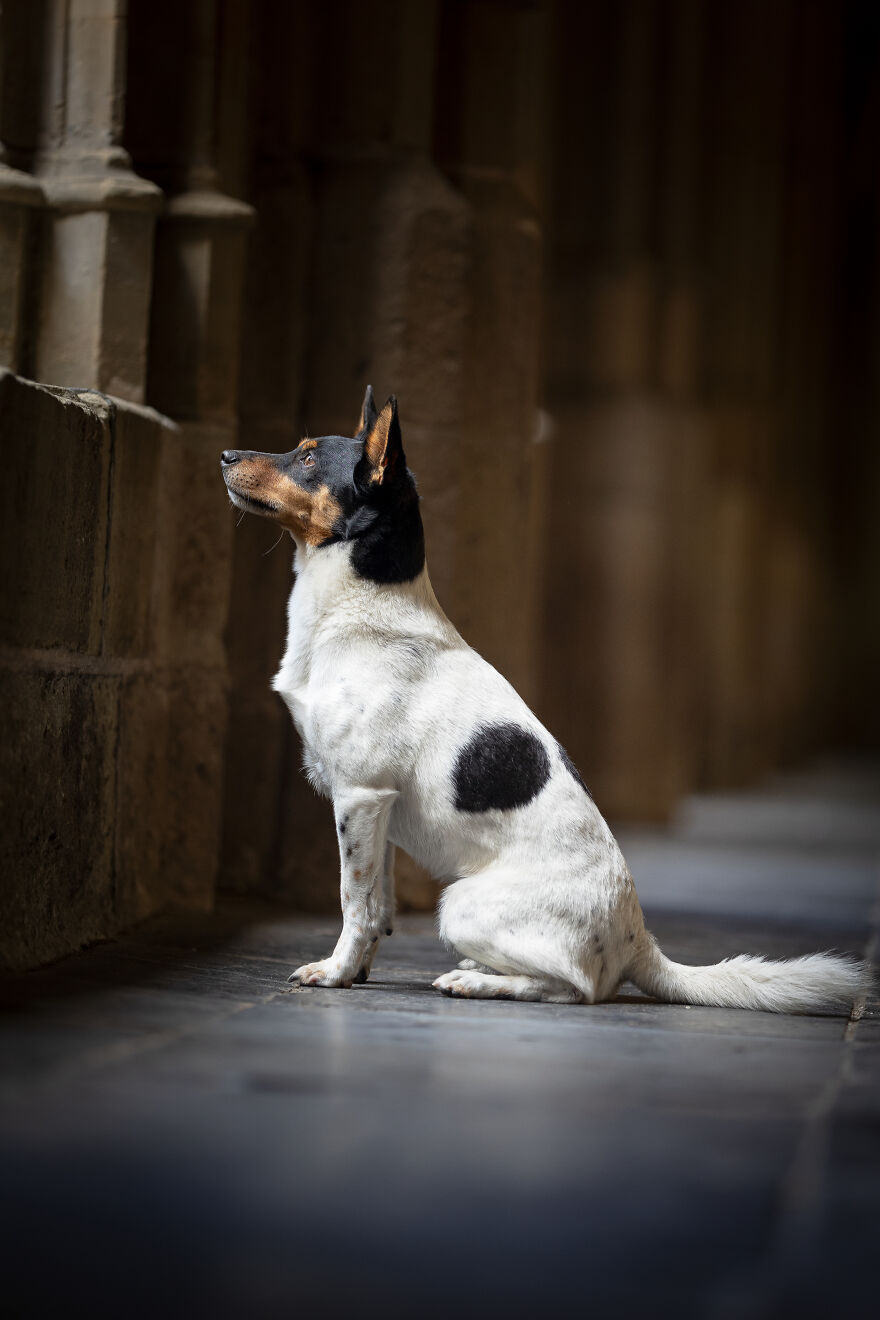 I Created Dog Pictures With A Harry Potter Theme (10 Pics)