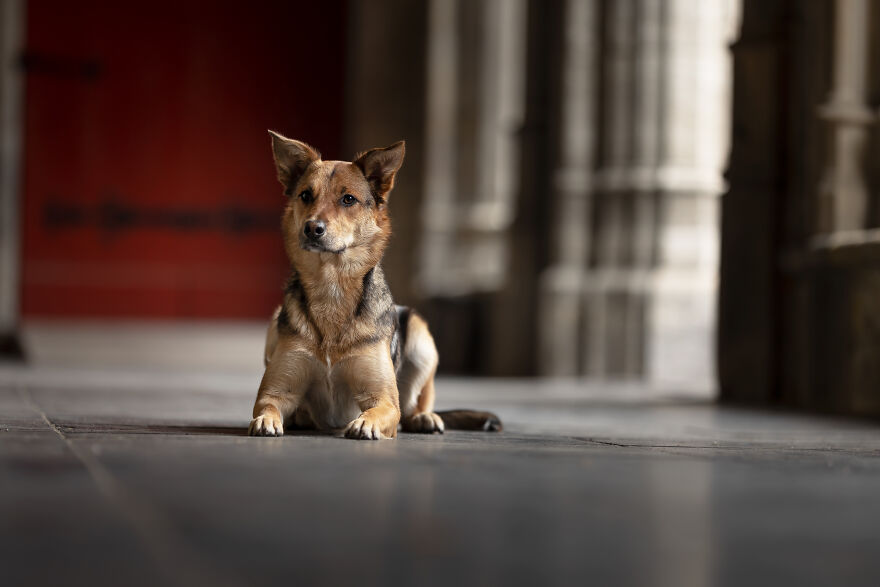 I Created Dog Pictures With A Harry Potter Theme (10 Pics)